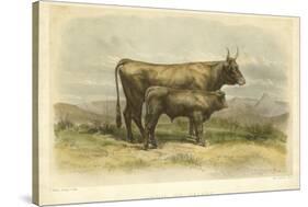 Vache De Salers-I. Bonheur-Stretched Canvas