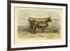 Vache De Salers-I. Bonheur-Framed Art Print