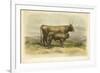 Vache De Salers-I. Bonheur-Framed Premium Giclee Print