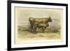 Vache De Salers-I. Bonheur-Framed Premium Giclee Print