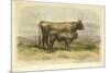 Vache De Salers-I. Bonheur-Mounted Premium Giclee Print