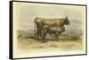 Vache De Salers-I. Bonheur-Framed Stretched Canvas