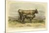 Vache De Salers-I. Bonheur-Stretched Canvas