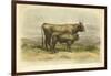 Vache De Salers-I. Bonheur-Framed Art Print
