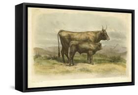 Vache De Salers-I. Bonheur-Framed Stretched Canvas