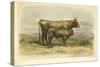 Vache De Salers-I. Bonheur-Stretched Canvas