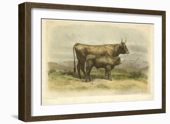 Vache De Salers-I. Bonheur-Framed Art Print