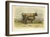 Vache De Salers-I. Bonheur-Framed Art Print