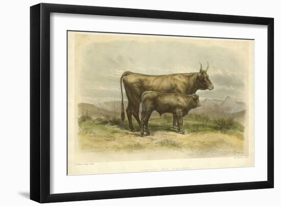 Vache De Salers-I. Bonheur-Framed Art Print