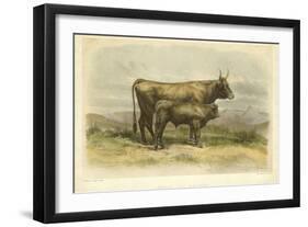 Vache De Salers-I. Bonheur-Framed Art Print