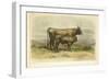 Vache De Salers-I. Bonheur-Framed Art Print