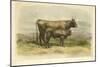 Vache De Salers-I. Bonheur-Mounted Art Print