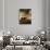 Vaches, moutons et berger-Paulus Potter-Giclee Print displayed on a wall