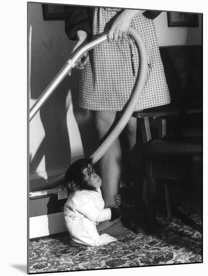Vacuuming with a Chimp-null-Mounted Photographic Print