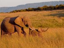 Herbivores at Sunrise, Amboseli Wildlife Reserve, Kenya-Vadim Ghirda-Photographic Print