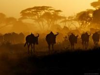 Herbivores at Sunrise, Amboseli Wildlife Reserve, Kenya-Vadim Ghirda-Framed Photographic Print
