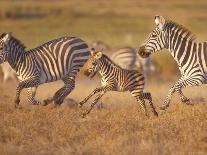 Wildebeests and Zebras at Sunset, Amboseli Wildlife Reserve, Kenya-Vadim Ghirda-Framed Photographic Print