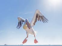 Great White Pelican Catches Fish Thrown by Tourists on the Deck of the Ship - Namibia, South Africa-Vadim Petrakov-Photographic Print