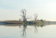 River with Tree Reflected in the Delta of the Volga River, Russia-Vadim Petrakov-Photographic Print