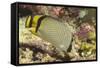 Vagabond Butterfly Fish-Hal Beral-Framed Stretched Canvas