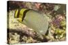 Vagabond Butterfly Fish-Hal Beral-Stretched Canvas