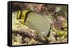 Vagabond Butterfly Fish-Hal Beral-Framed Stretched Canvas