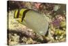 Vagabond Butterfly Fish-Hal Beral-Stretched Canvas