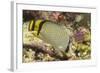 Vagabond Butterfly Fish-Hal Beral-Framed Photographic Print