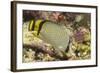 Vagabond Butterfly Fish-Hal Beral-Framed Photographic Print