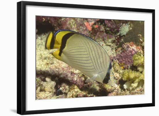 Vagabond Butterfly Fish-Hal Beral-Framed Photographic Print