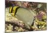 Vagabond Butterfly Fish-Hal Beral-Mounted Photographic Print