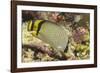 Vagabond Butterfly Fish-Hal Beral-Framed Photographic Print