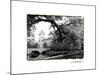 Vajdahunyad Castle, Budapest-Laura Denardo-Mounted Photographic Print