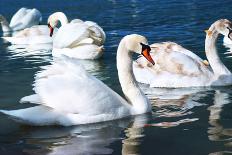 Swans on the Lake-Vakhrushev Pavel-Framed Photographic Print