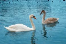 Swans on the Lake-Vakhrushev Pavel-Photographic Print