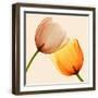 Brown Frame