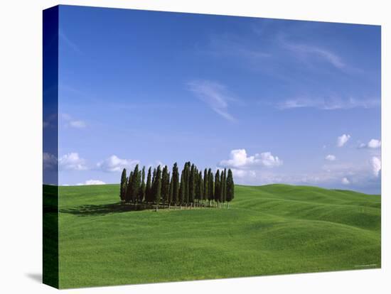 Val d'Orcia, Countryside View, Green Grass and Cypress Trees, Tuscany, Italy-Steve Vidler-Stretched Canvas