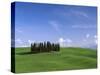 Val d'Orcia, Countryside View, Green Grass and Cypress Trees, Tuscany, Italy-Steve Vidler-Stretched Canvas