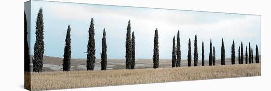 Val d’Orcia Pano #5-Alan Blaustein-Stretched Canvas