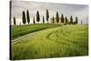 Val D'Orcia, Tuscany, Italy. a Lonely Farmhouse with Cypress Trees Standing in Line in Foreground.-Francesco Riccardo Iacomino-Stretched Canvas
