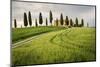 Val D'Orcia, Tuscany, Italy. a Lonely Farmhouse with Cypress Trees Standing in Line in Foreground.-Francesco Riccardo Iacomino-Mounted Photographic Print