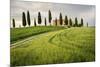 Val D'Orcia, Tuscany, Italy. a Lonely Farmhouse with Cypress Trees Standing in Line in Foreground.-Francesco Riccardo Iacomino-Mounted Photographic Print