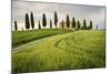 Val D'Orcia, Tuscany, Italy. a Lonely Farmhouse with Cypress Trees Standing in Line in Foreground.-Francesco Riccardo Iacomino-Mounted Photographic Print