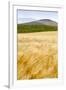 Val D'Orcia, Tuscany, Italy. Yellow Meadow and Green Hills-Francesco Riccardo Iacomino-Framed Photographic Print