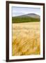 Val D'Orcia, Tuscany, Italy. Yellow Meadow and Green Hills-Francesco Riccardo Iacomino-Framed Photographic Print