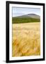 Val D'Orcia, Tuscany, Italy. Yellow Meadow and Green Hills-Francesco Riccardo Iacomino-Framed Photographic Print