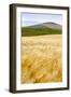 Val D'Orcia, Tuscany, Italy. Yellow Meadow and Green Hills-Francesco Riccardo Iacomino-Framed Photographic Print