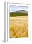 Val D'Orcia, Tuscany, Italy. Yellow Meadow and Green Hills-Francesco Riccardo Iacomino-Framed Photographic Print