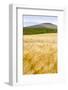 Val D'Orcia, Tuscany, Italy. Yellow Meadow and Green Hills-Francesco Riccardo Iacomino-Framed Photographic Print