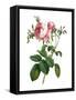 Framed Canvas